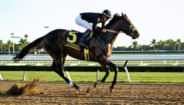Commandment Recuperates Strongly After Florida Derby Narrow Triumph